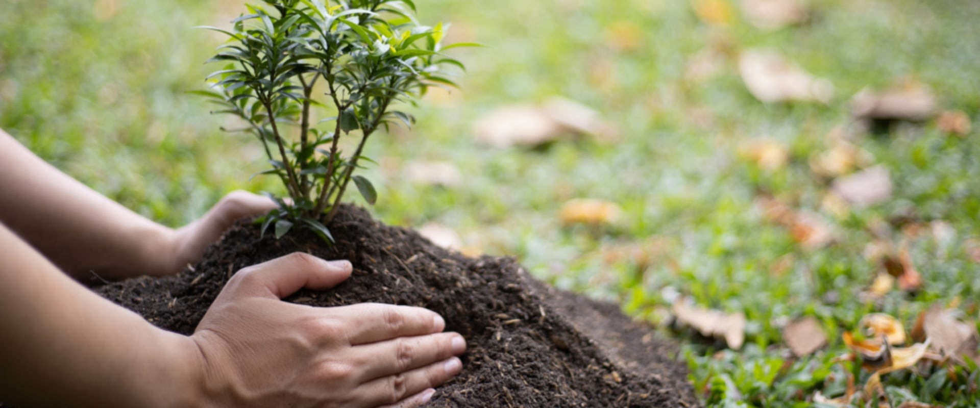 How far should a tree be away from house?