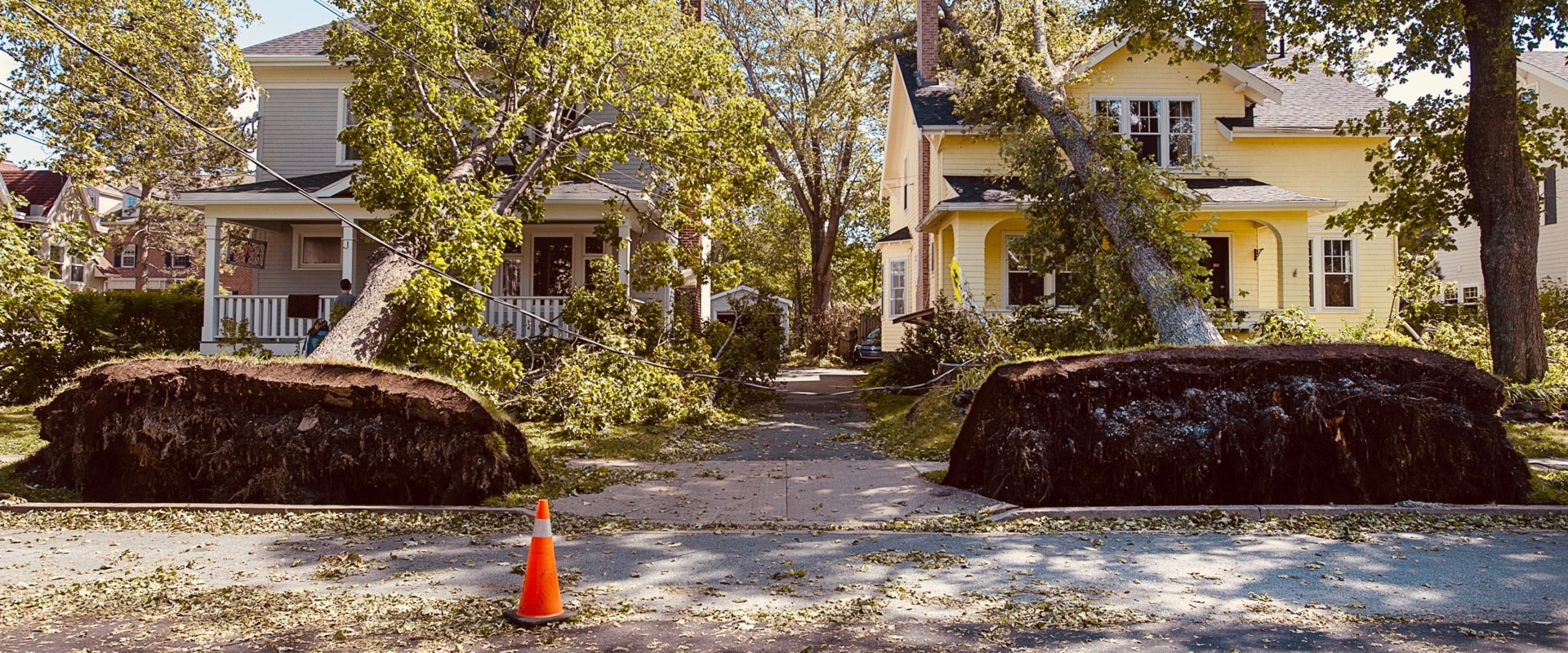 Can trees break a house?