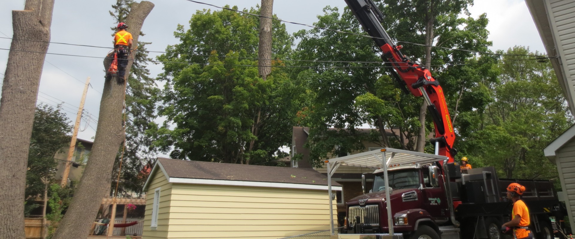 Crane removal of tree?