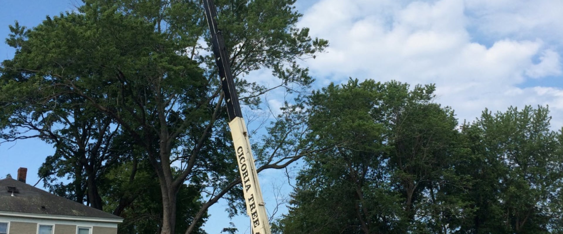 Crane Tree Removal Techniques For Large Tree Cutting Jobs