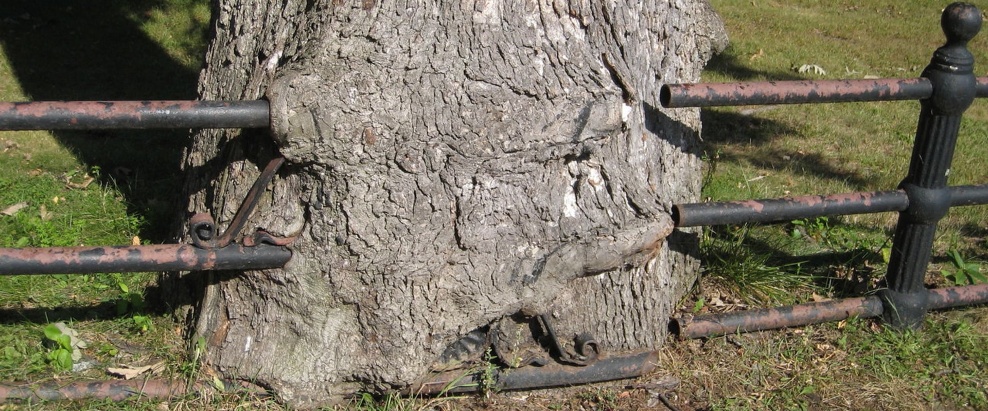 Should trees grow over your house?