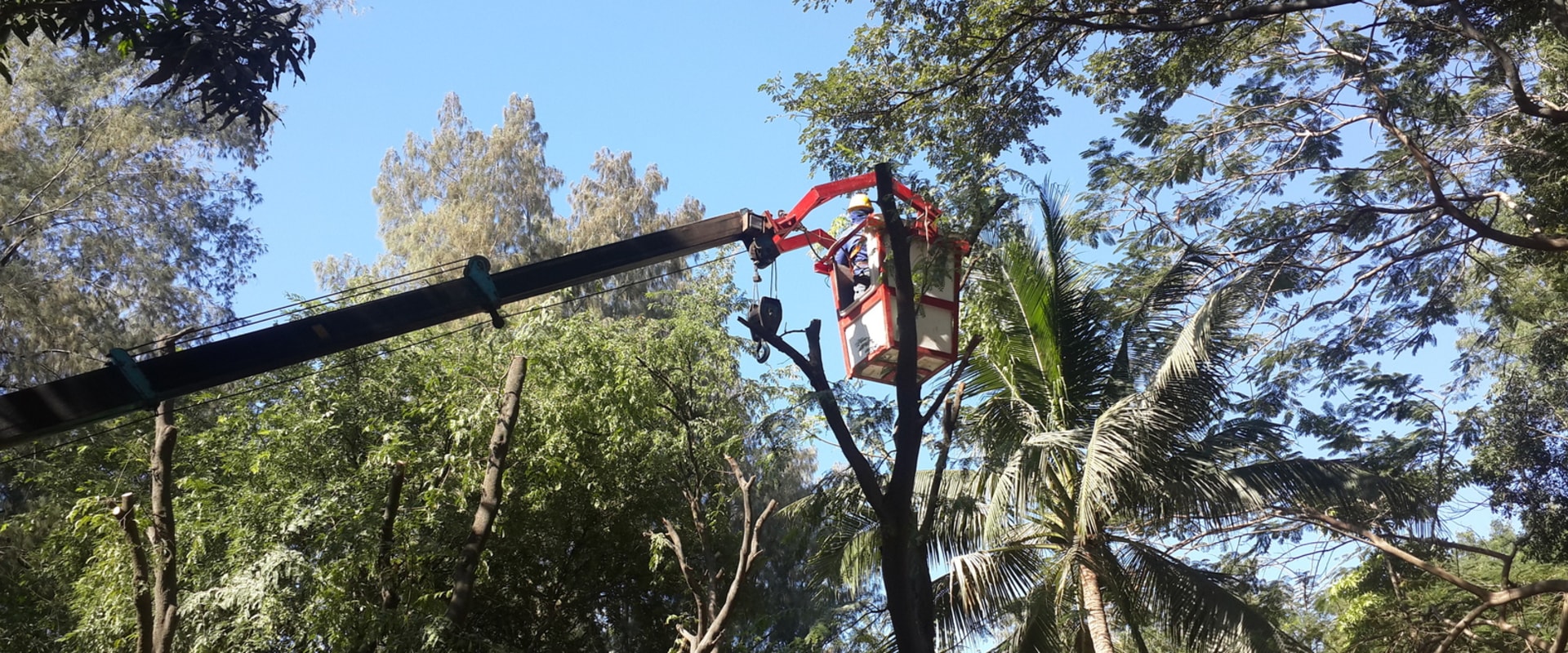 How To Know When Crane Tree Removal Is Necessary In Hattiesburg