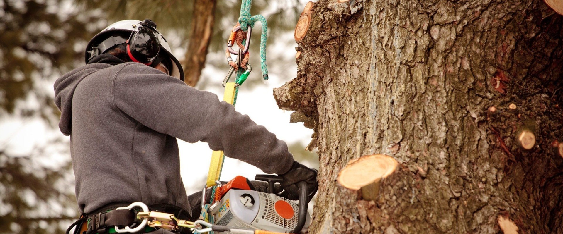 What do you call someone who does tree work?