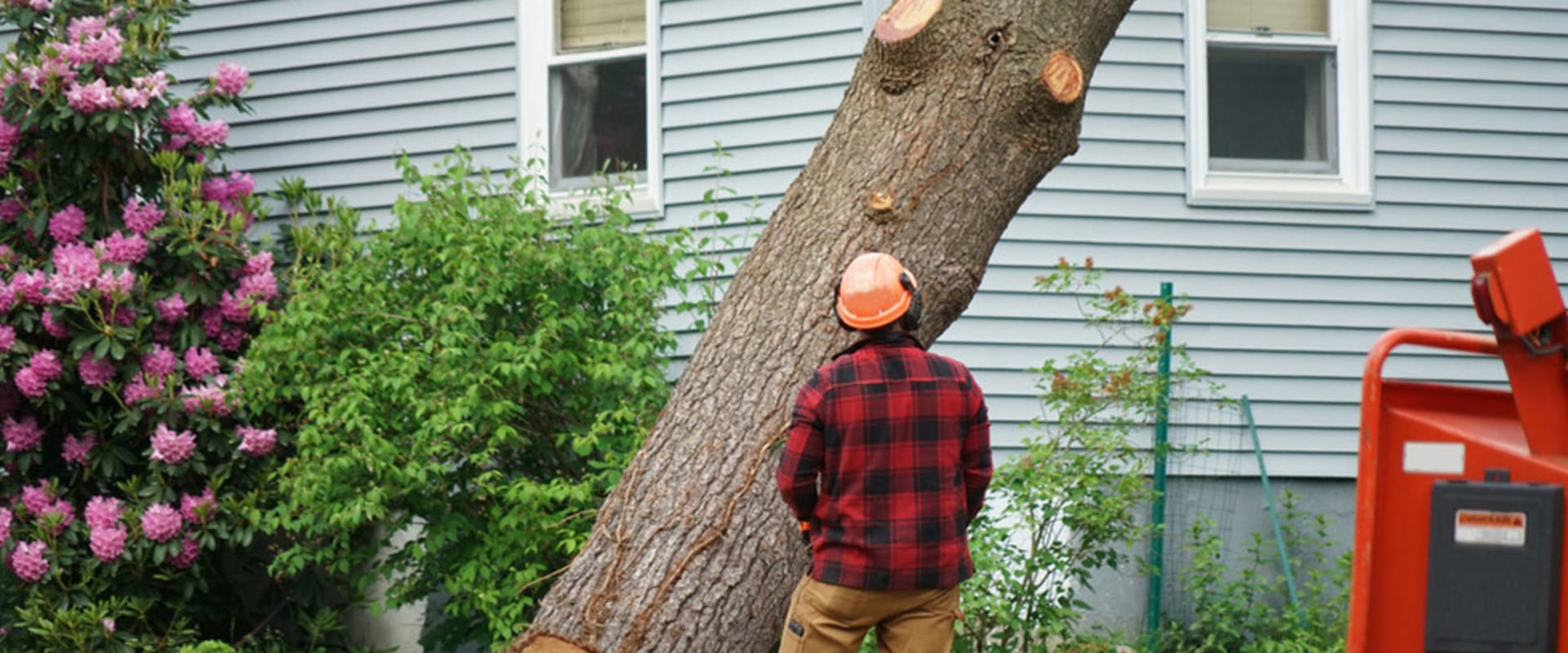 What do you call a person who cuts down trees?