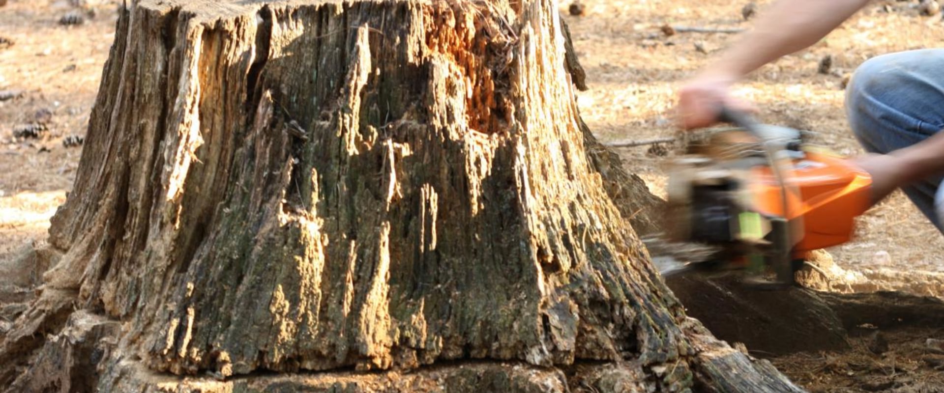 What is the fastest way to remove a tree stump?