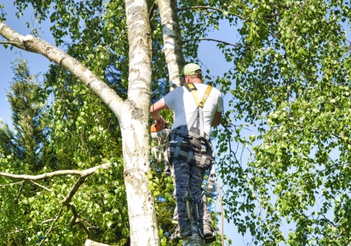 What is the professional name for a tree trimmer?