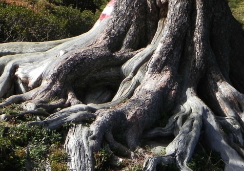 What happens to tree roots after a tree is removed?