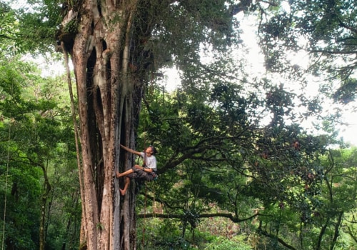 What are tree workers called?