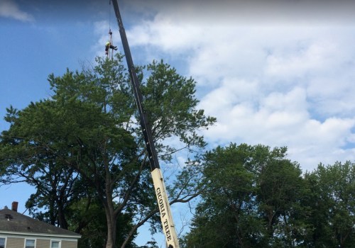 Crane Tree Removal Techniques For Large Tree Cutting Jobs